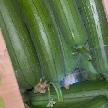 油皮丝瓜