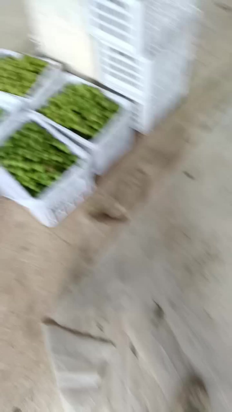 半边红