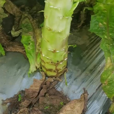 10亩莴笋杆子处理中