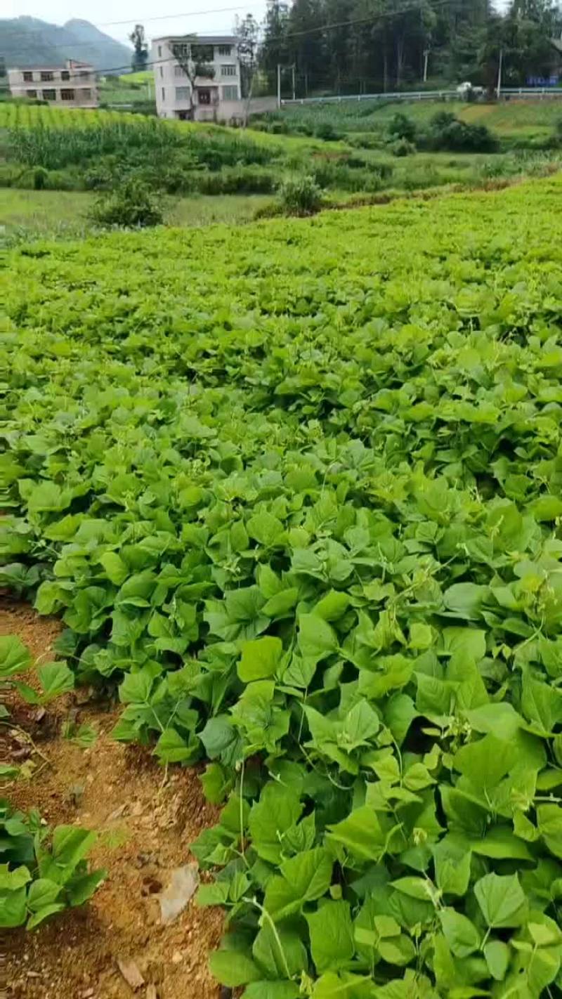 地瓜凉薯预售