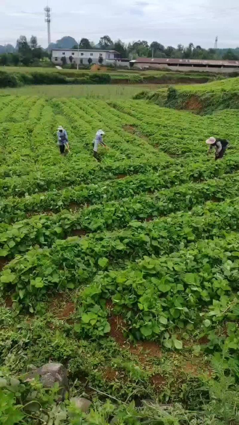 地瓜凉薯预售