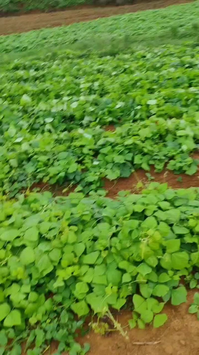 地瓜凉薯预售