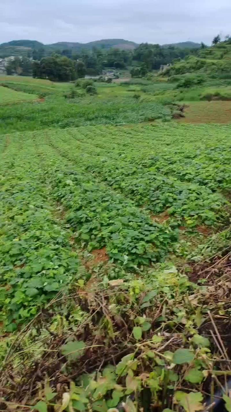 地瓜凉薯预售