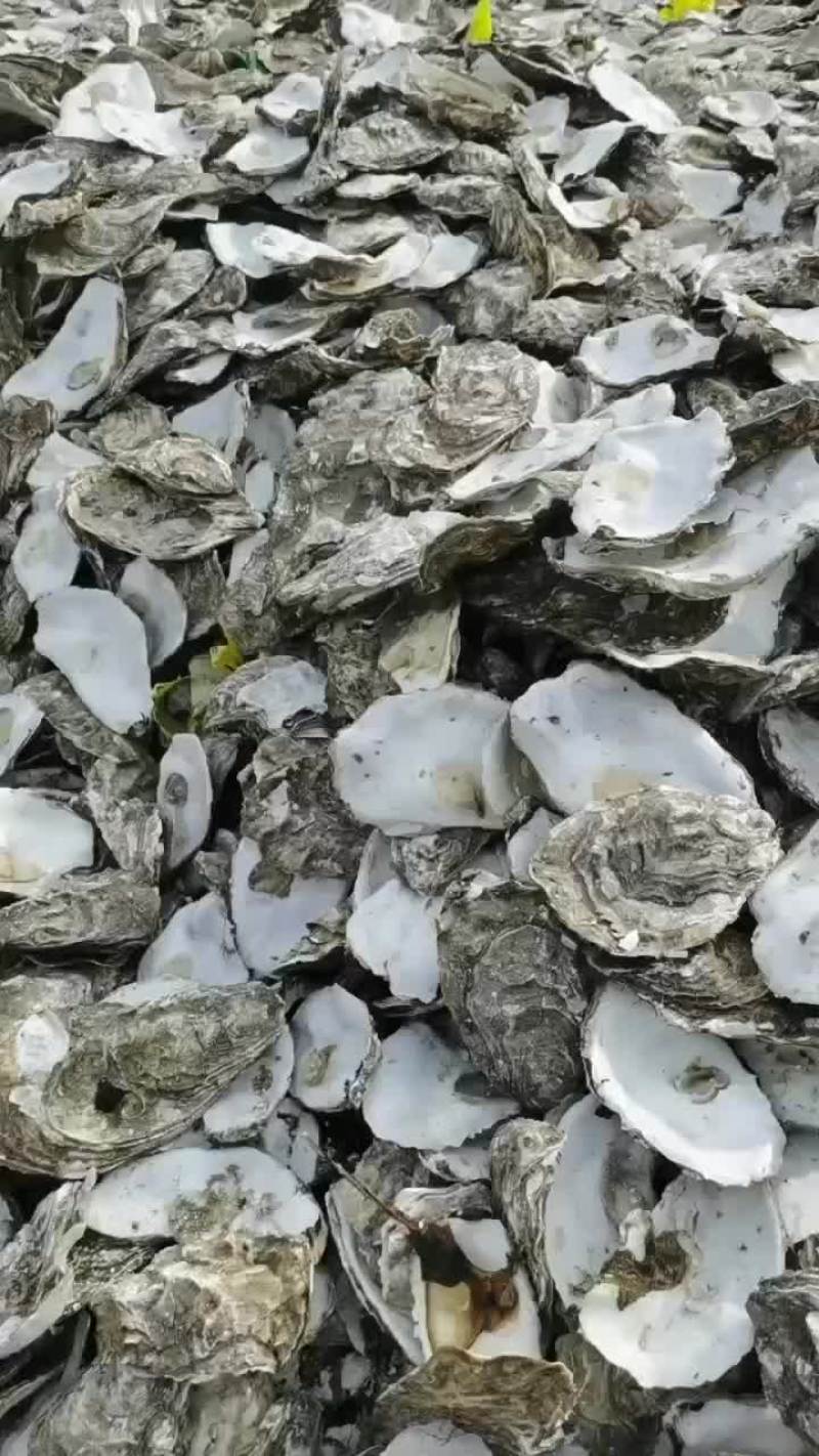 生蚝壳，牡蛎壳，大连生蚝壳，长度7公分以上，饲料用料，