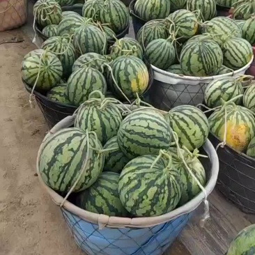 麒麟瓜