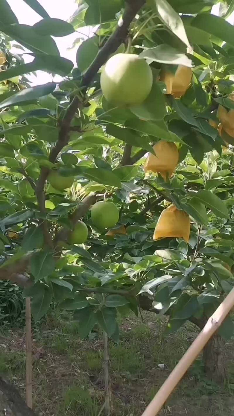 砀山产区早密梨