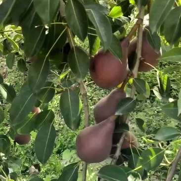 红啤梨