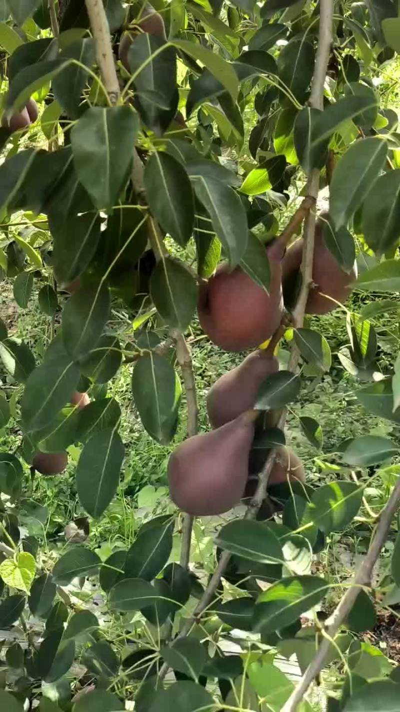 红啤梨
