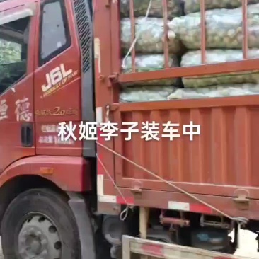秋姬李装车中，现在已有一点口感，过几天成熟上市