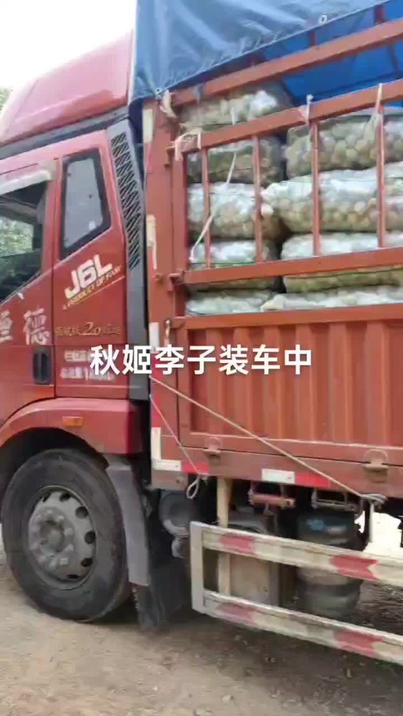 秋姬李装车中，现在已有一点口感，过几天成熟上市