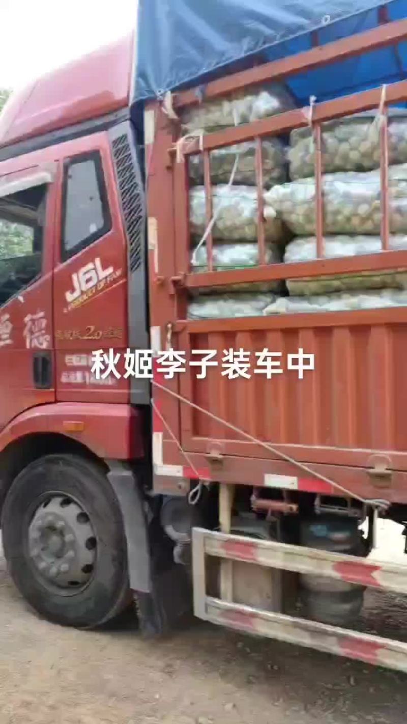 秋姬李装车中，现在已有一点口感，过几天成熟上市