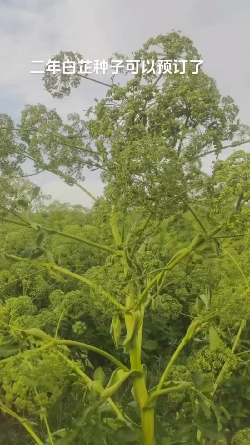 精品二年白芷种子