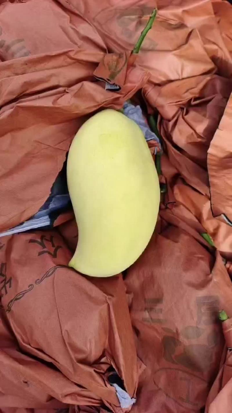 鹰嘴摸摸果需要的看过了质量好口感好还实惠