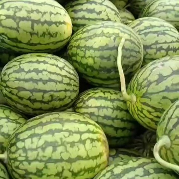 口口脆佳秀