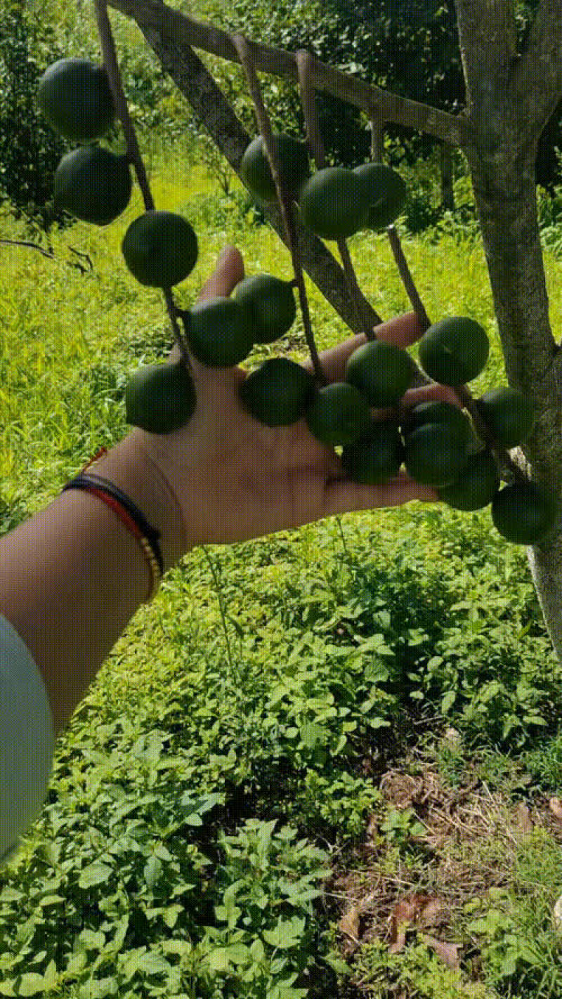 夏威夷果