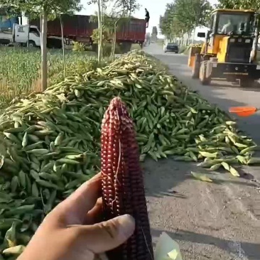 黑玉米百亩以上黑玉米大量上市中有需要老板联系我哦黄花玉