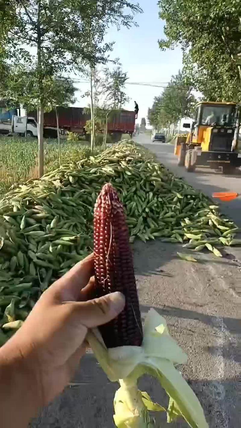黑玉米百亩以上黑玉米大量上市中有需要老板联系我哦黄花玉