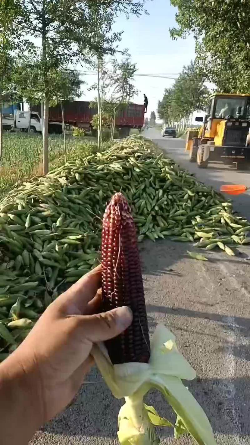 黑玉米百亩以上黑玉米大量上市中有需要老板联系我哦黄花玉