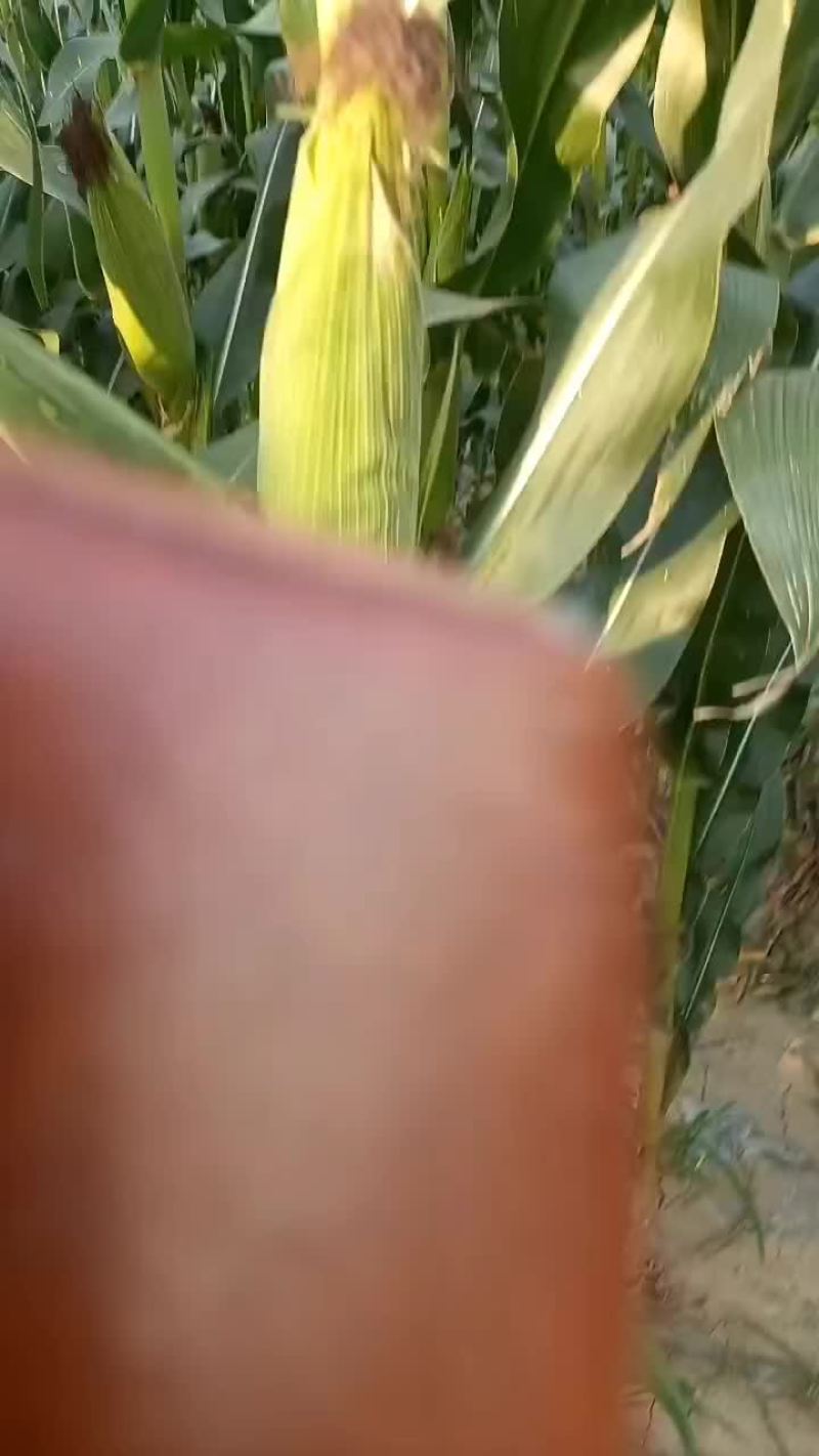 黑玉米百亩以上黑玉米大量上市中有需要老板联系我哦黄花玉