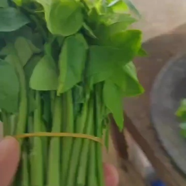 树仔菜，野菜