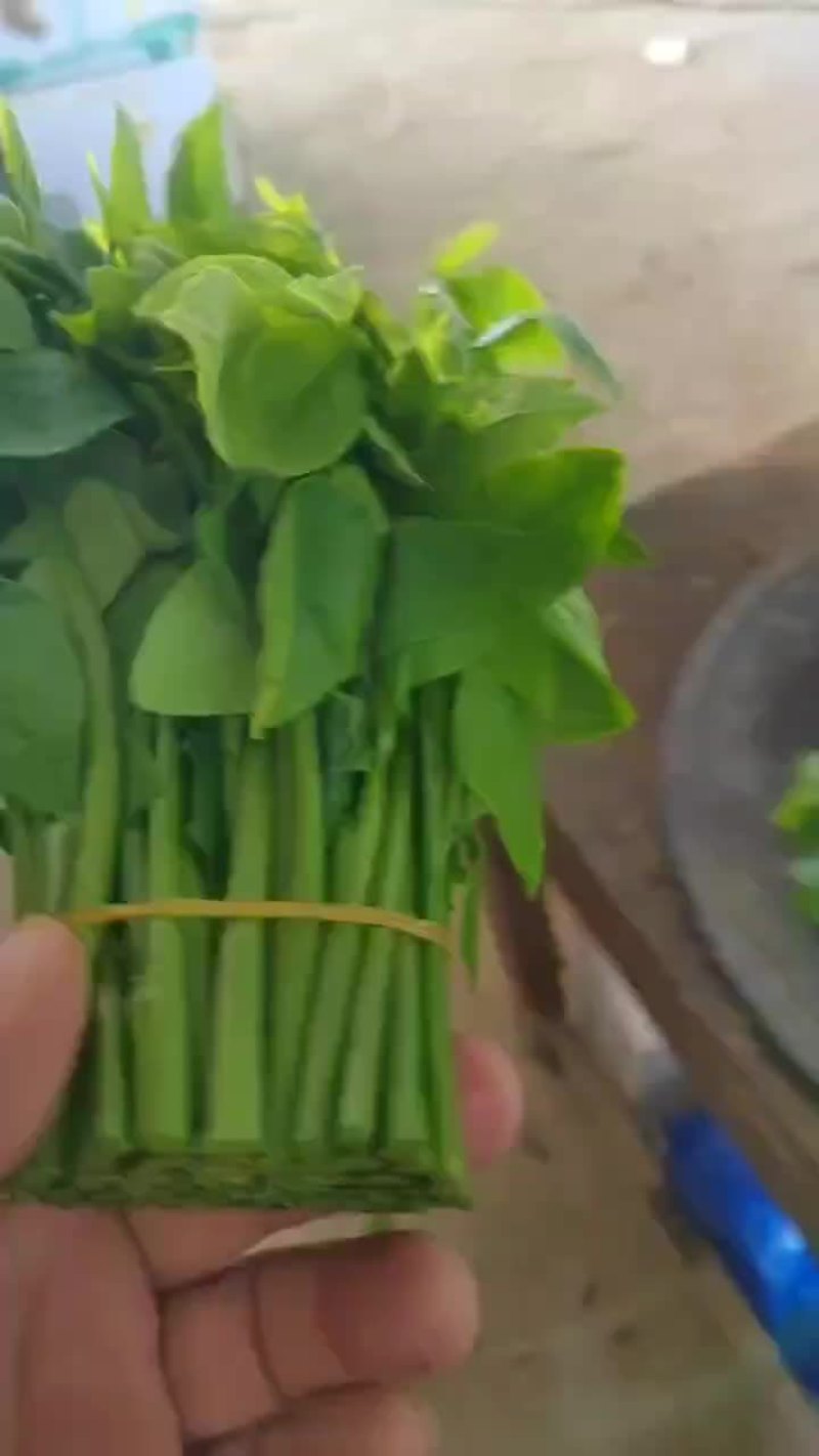 树仔菜，野菜