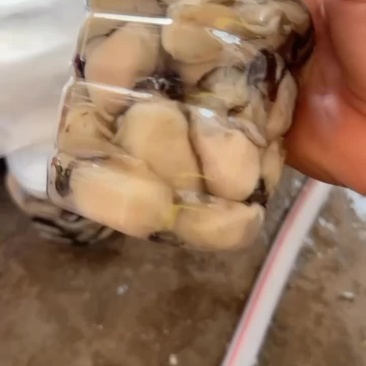 蚝头，蚝肉批发