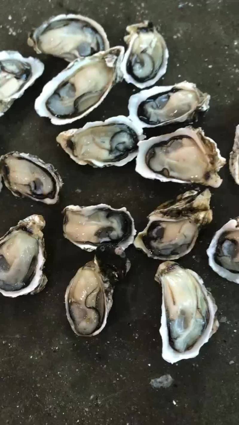 蚝头，蚝肉批发