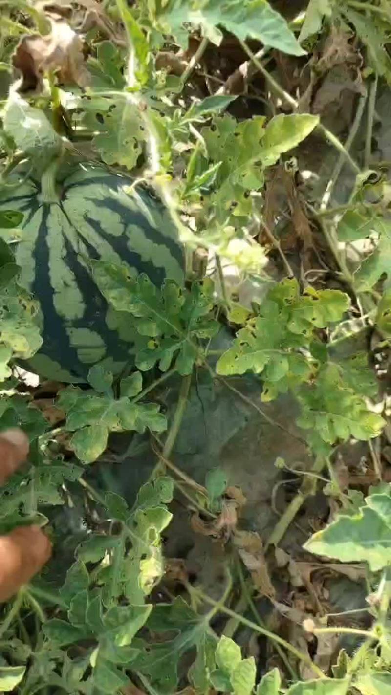 精品甘美4K大量上市欢迎全国各大商超对接，产地直发一手货源