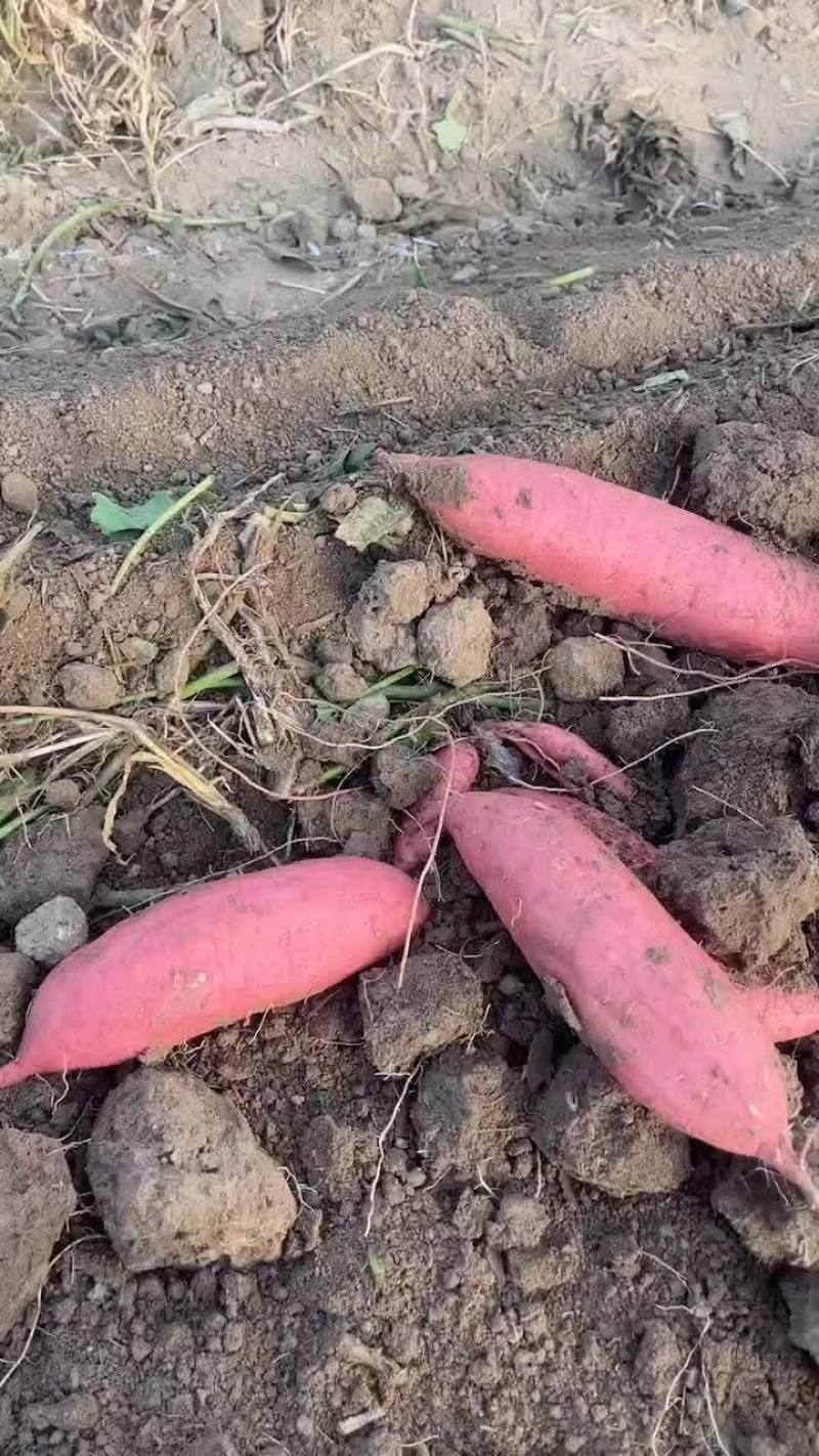 西瓜红