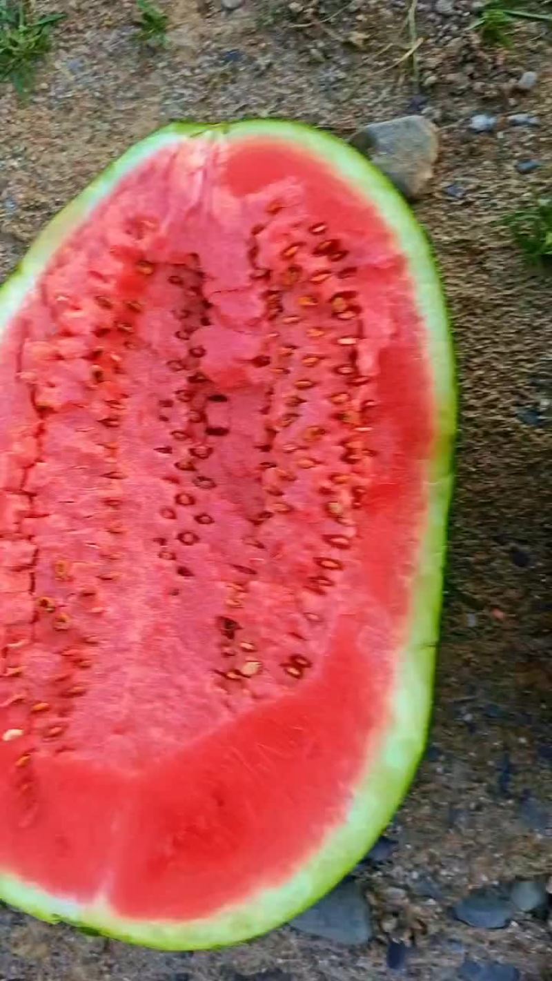 硒砂瓜