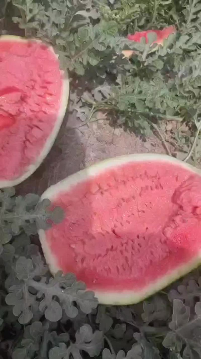 硒砂瓜