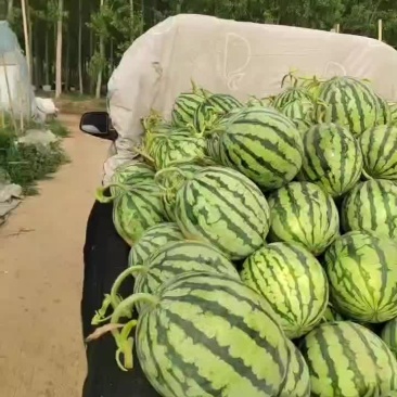 台农种的无籽美都麒麟西瓜大量上市