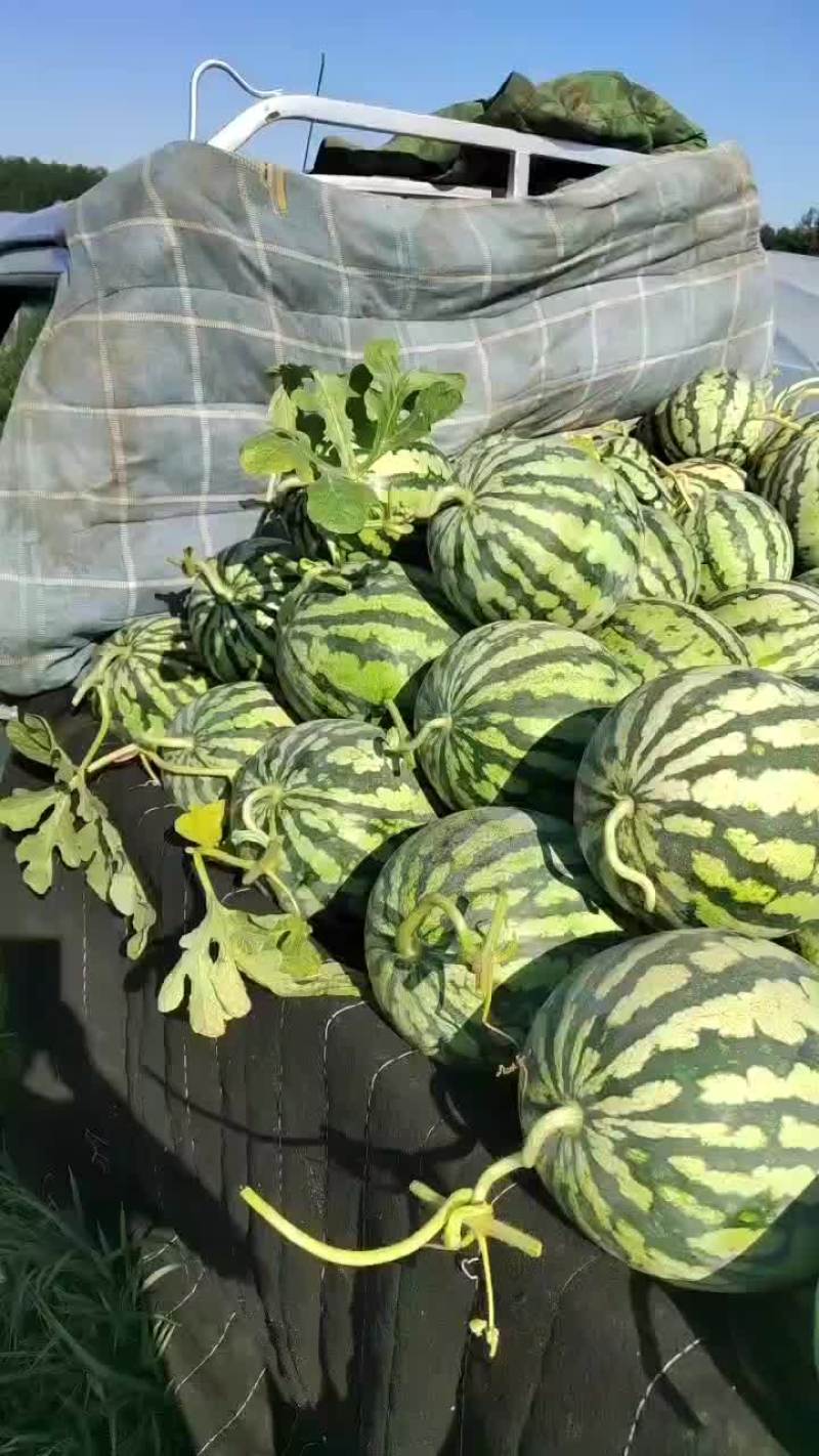 台农种的无籽美都麒麟西瓜大量上市