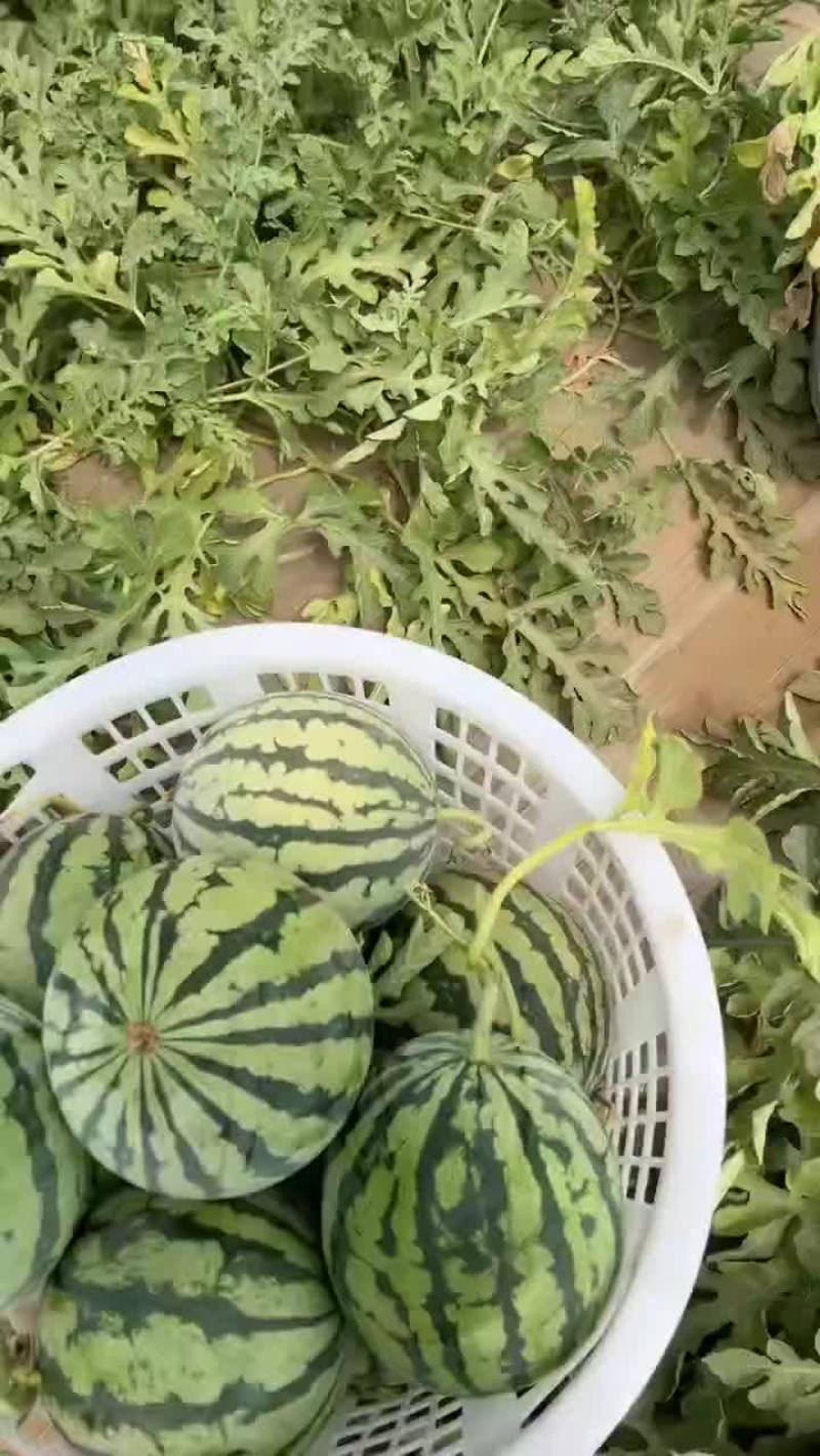 台农种的无籽美都麒麟西瓜大量上市