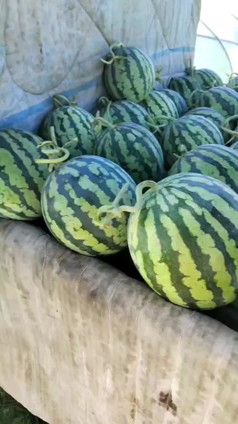 台农种的无籽美都麒麟西瓜大量上市