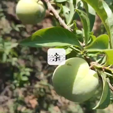 奈李再过10天左右成熟上市，需要的老板可提前预定