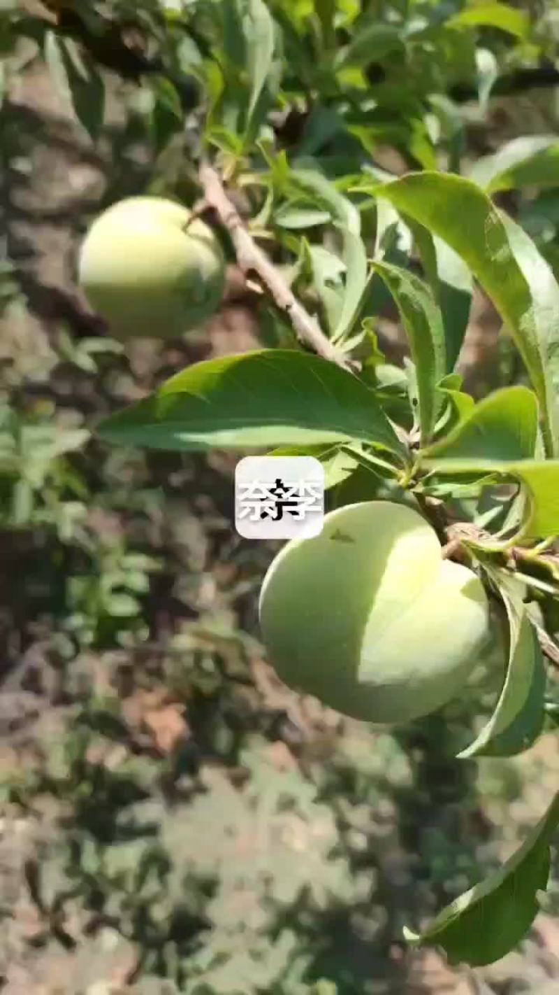 奈李再过10天左右成熟上市，需要的老板可提前预定