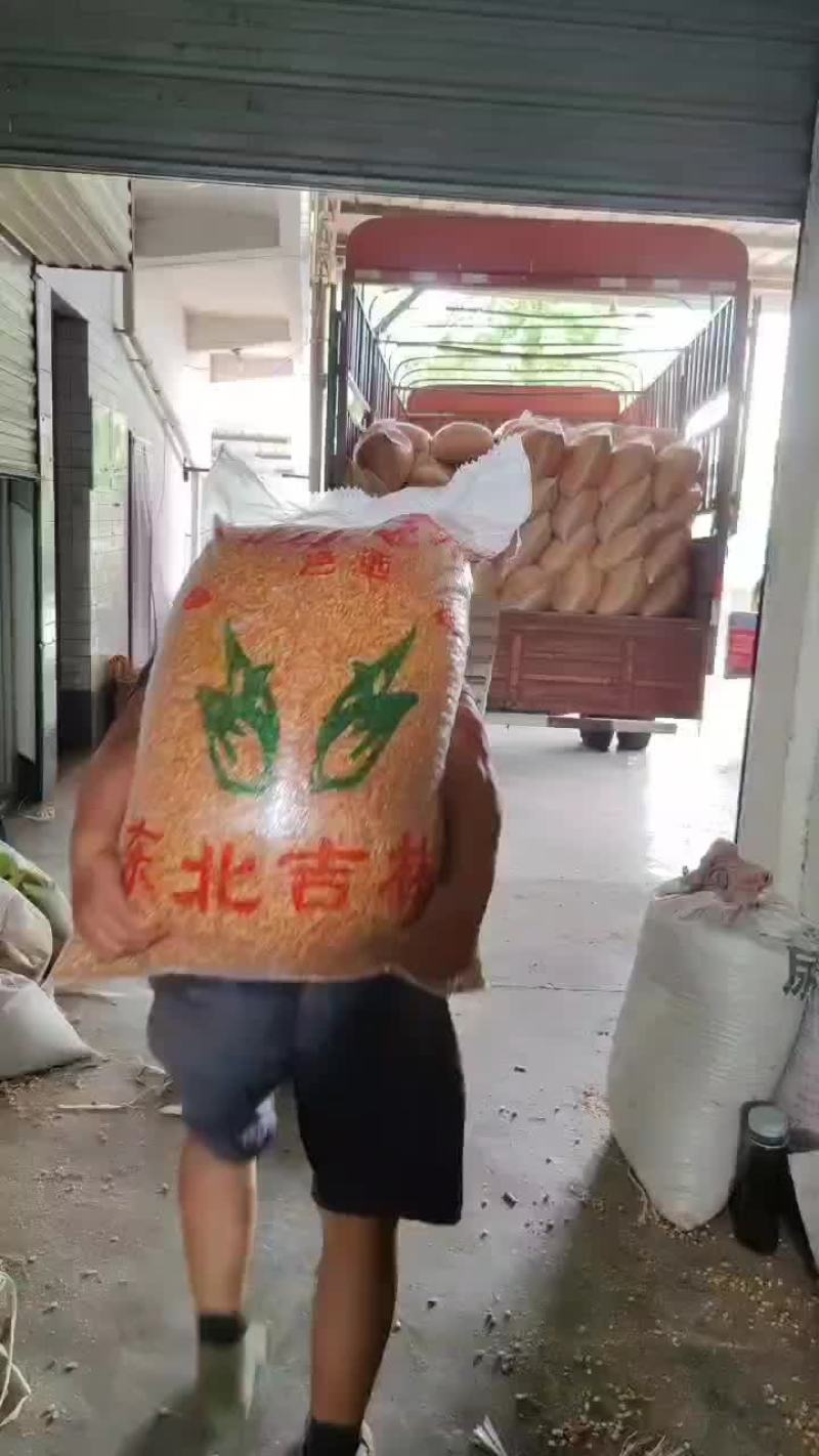 汉中本地干玉米粒，常年现货2024新玉米