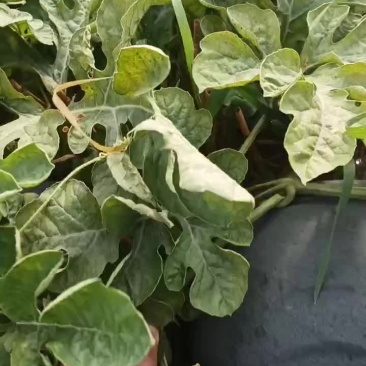 黑皮无籽西瓜大量供应