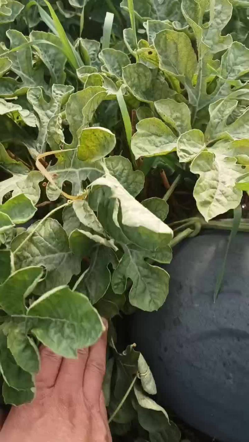 黑皮无籽西瓜大量供应