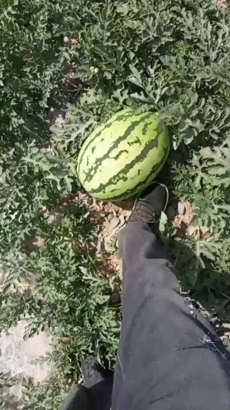甘肃石头瓜，石头缝里长出来的硒砂瓜已经上市
