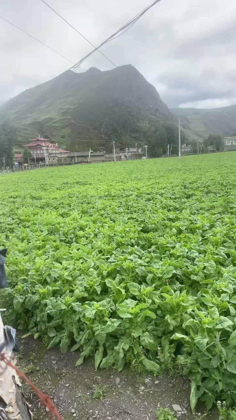 甘孜州新都桥三青莴笋