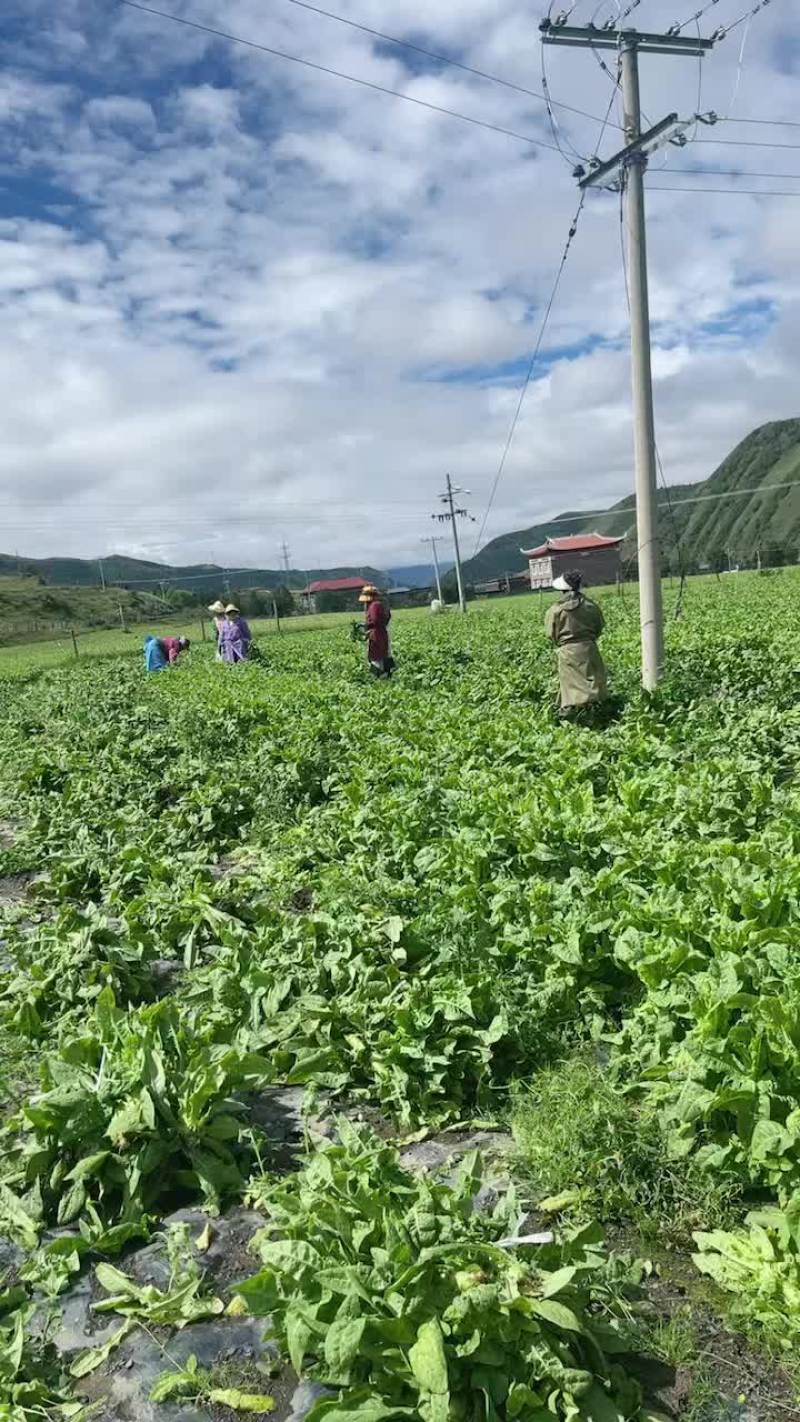 甘孜州新都桥三青莴笋