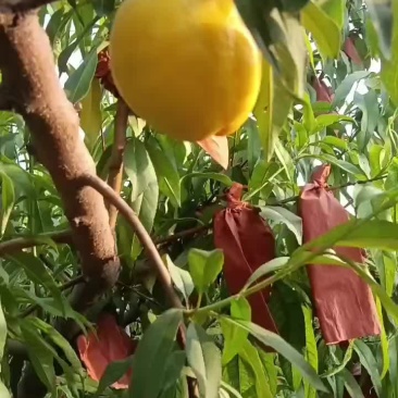 油桃突围等等