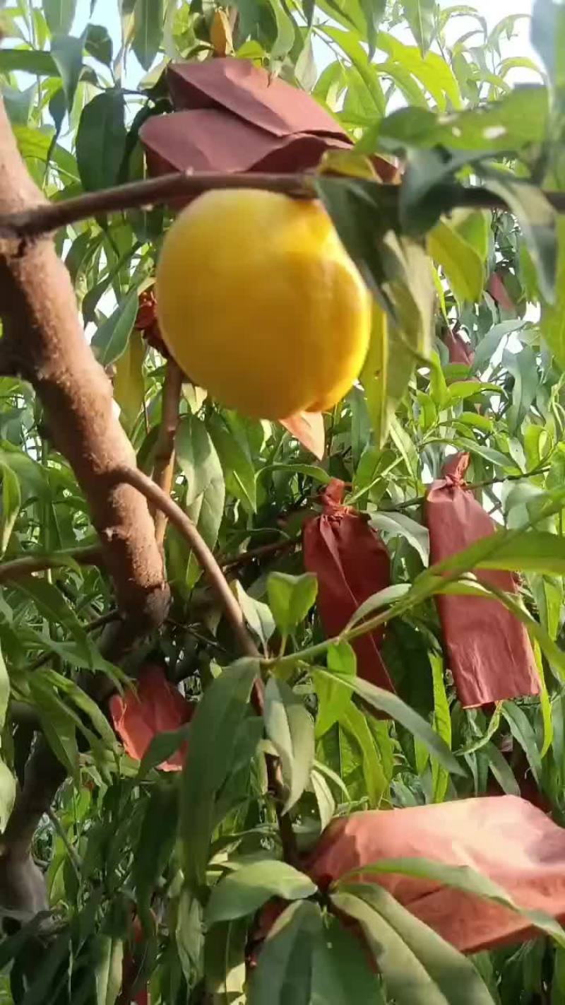 油桃突围等等