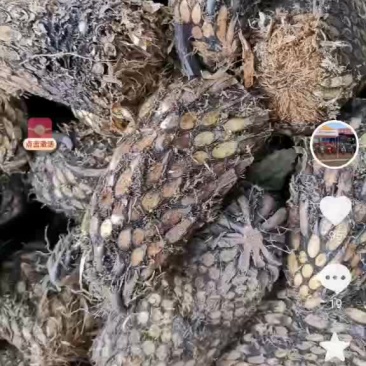 贯众（绵马贯众）