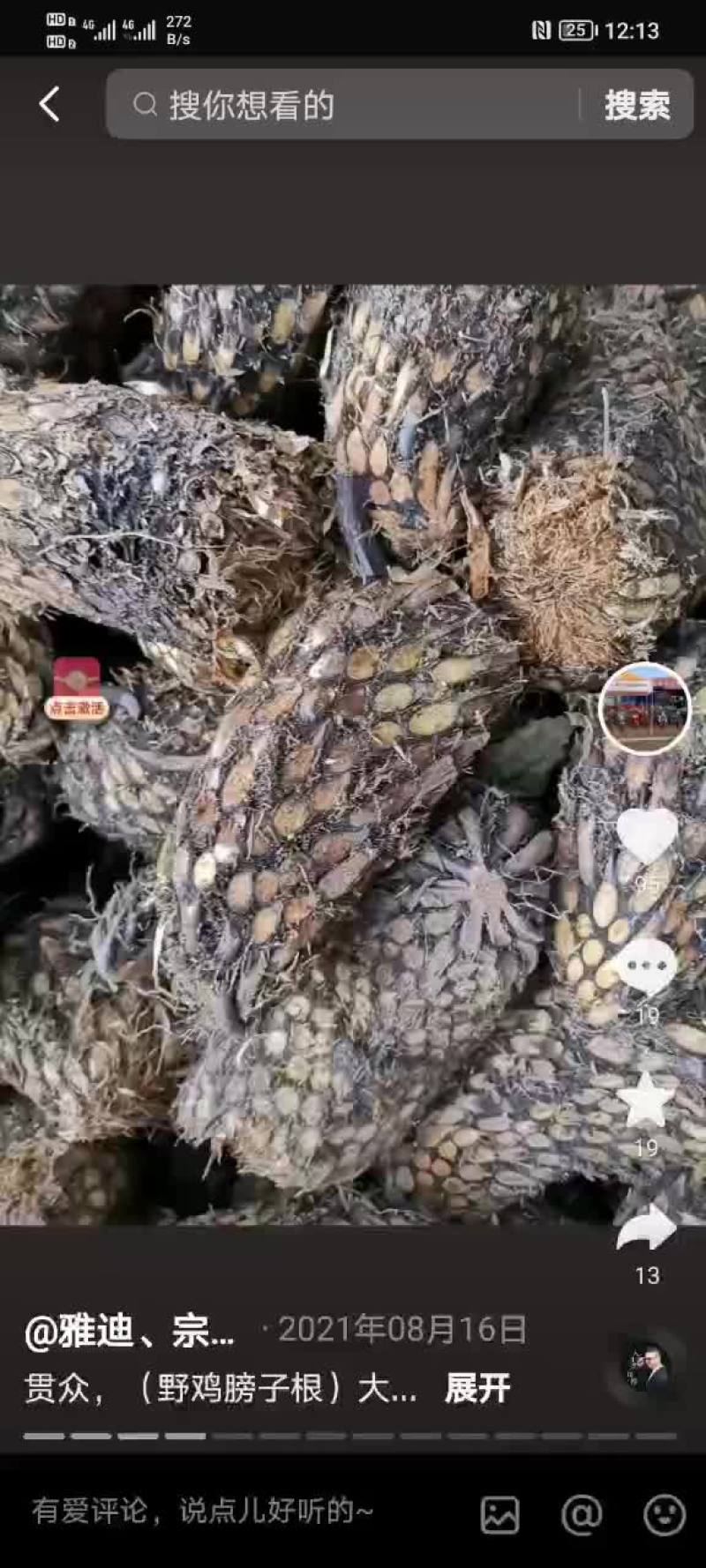 贯众（绵马贯众）