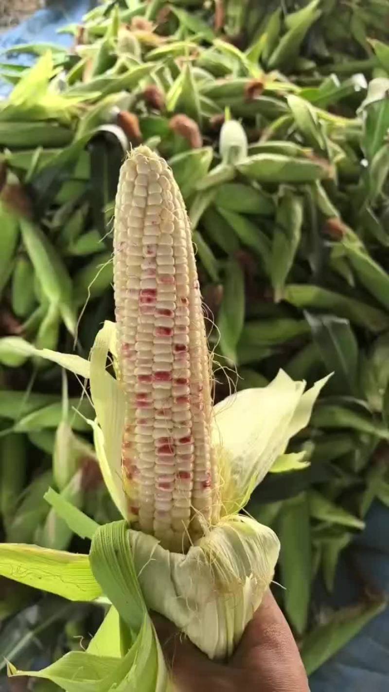 花玉米糯玉米货源充足量大从优诚信经营致电联系