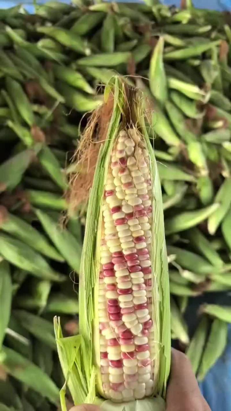 花玉米糯玉米货源充足量大从优诚信经营致电联系