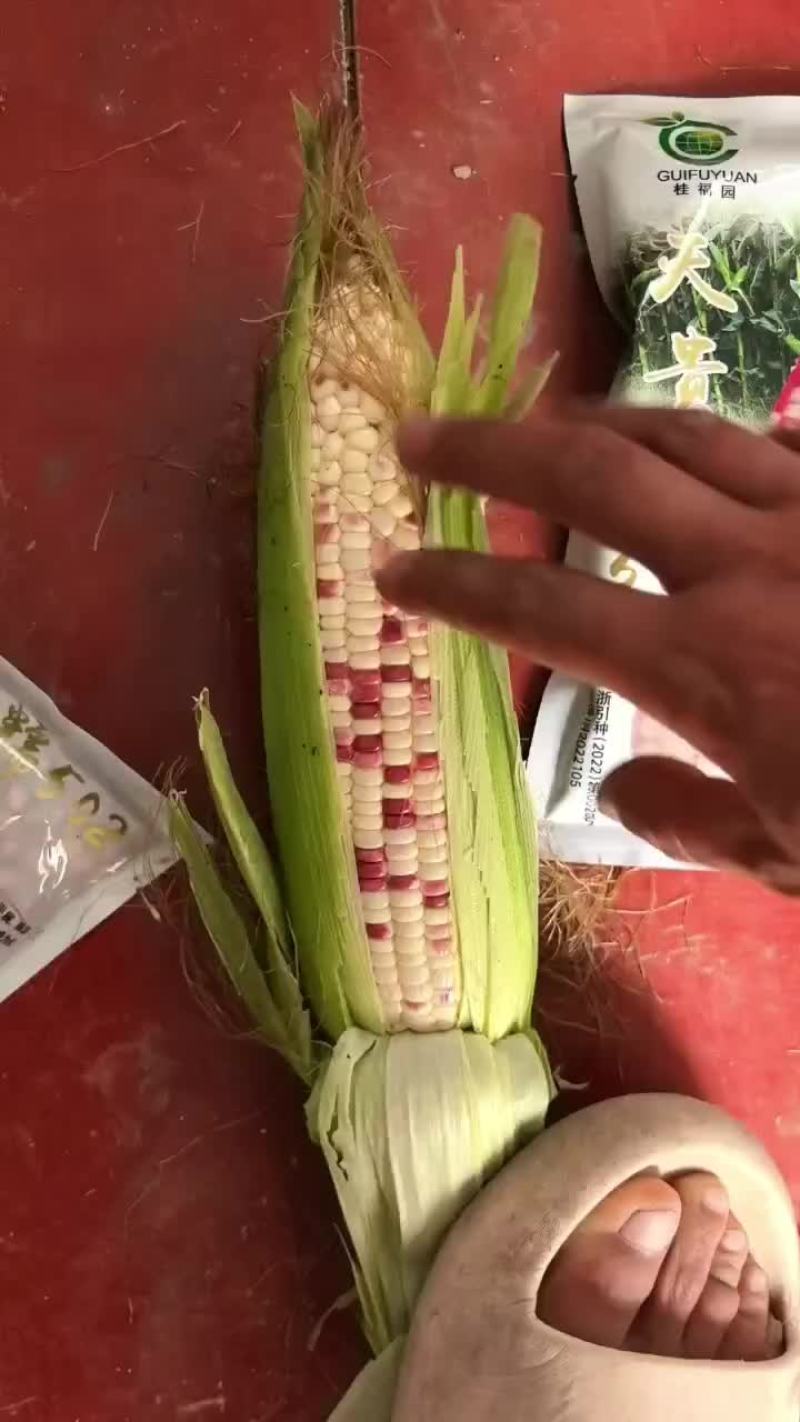 花玉米糯玉米货源充足量大从优诚信经营致电联系